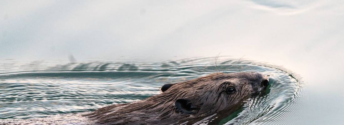 Biber schwimmt im Wasser. Nur der Kopf ist sichtbar.